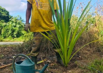 plantation pandanus