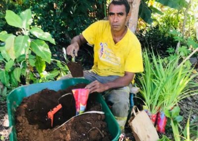 plantation pandanus